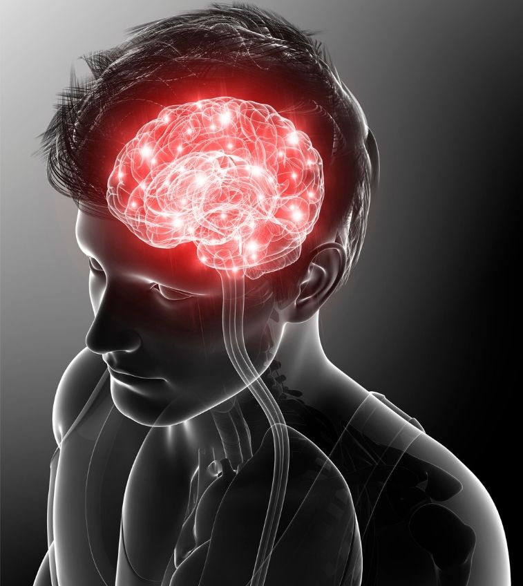 Ibogaine Works on the Brain