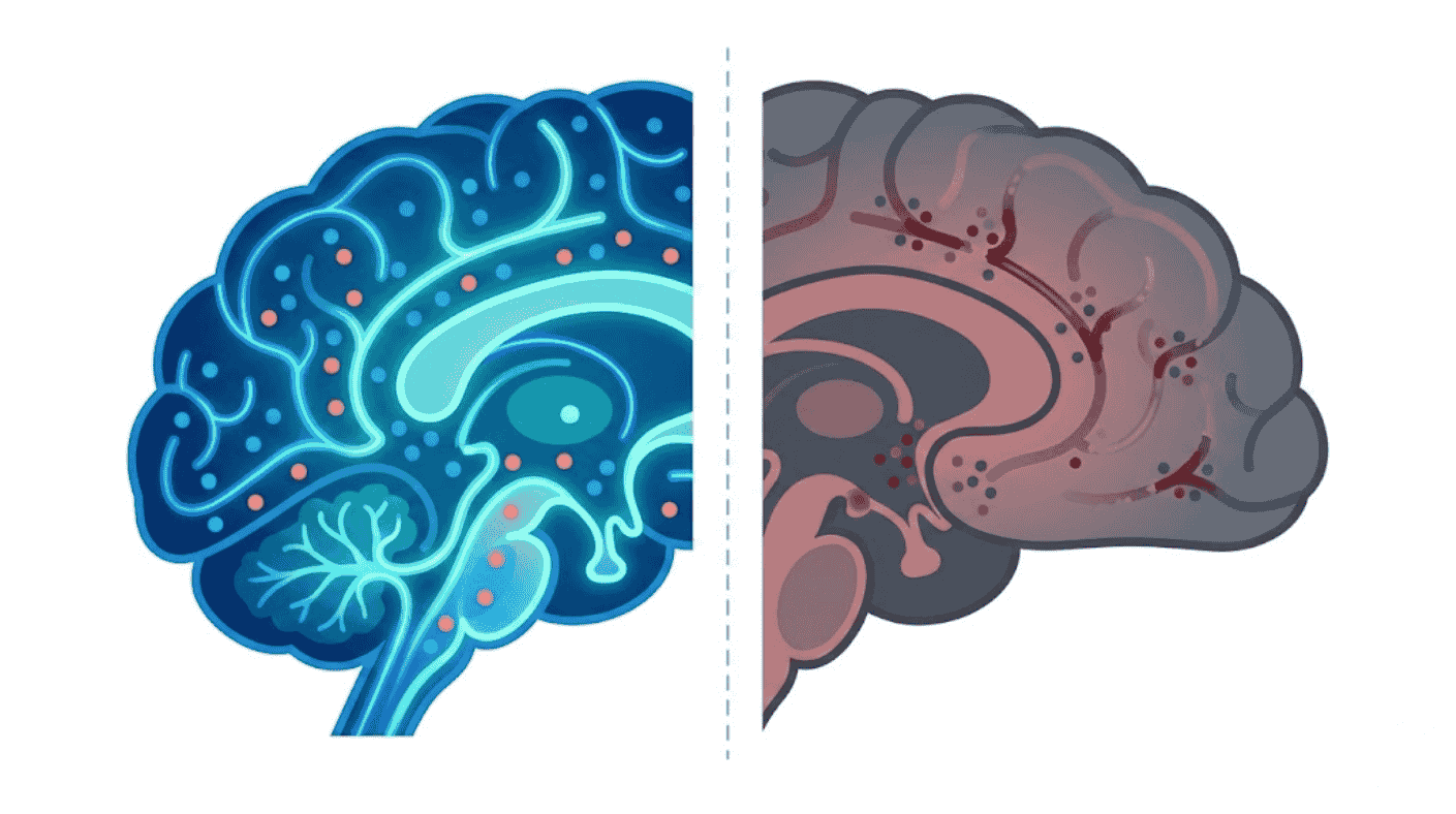 Dopamine pathway disruption in addiction