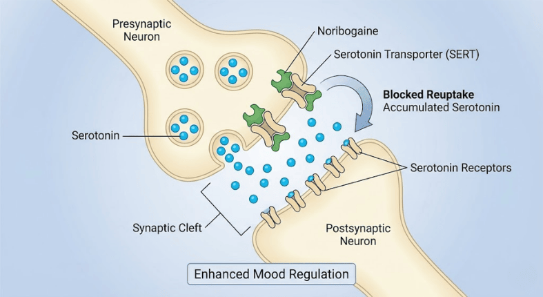 Noribogaine blocking serotonin