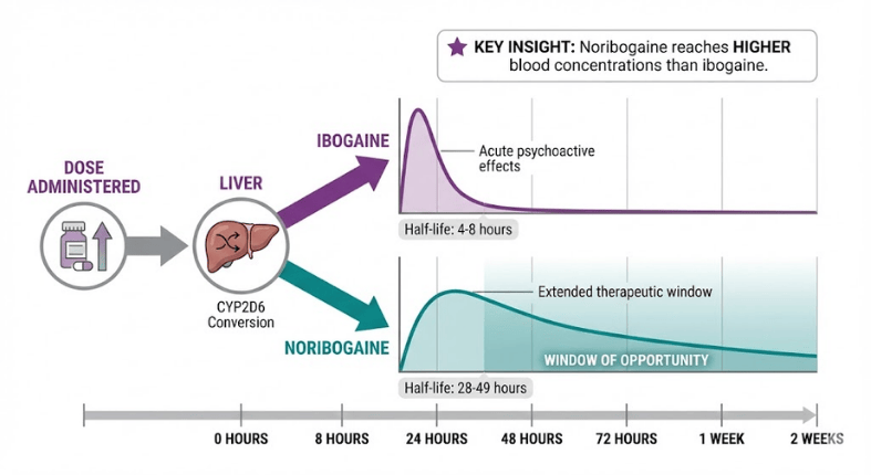 Ibogaine conversion to noribogaine and half-life comparison