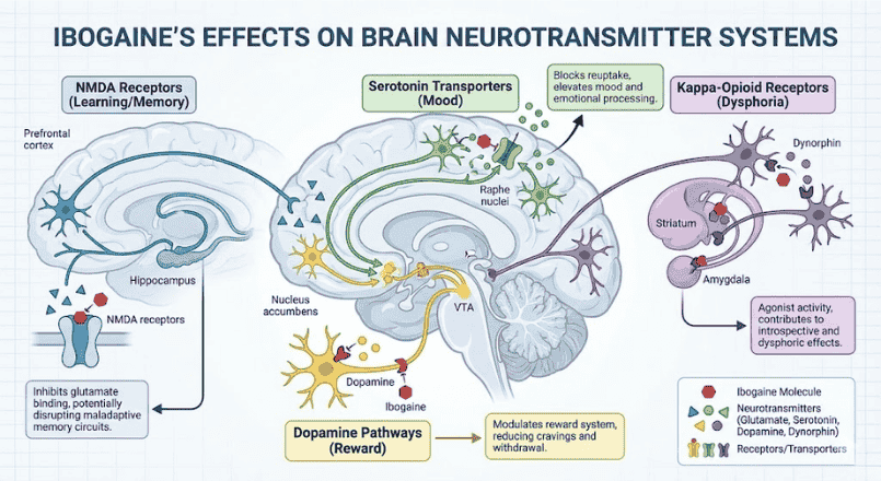 Ibogaine Interactions with Neurotransmitter System